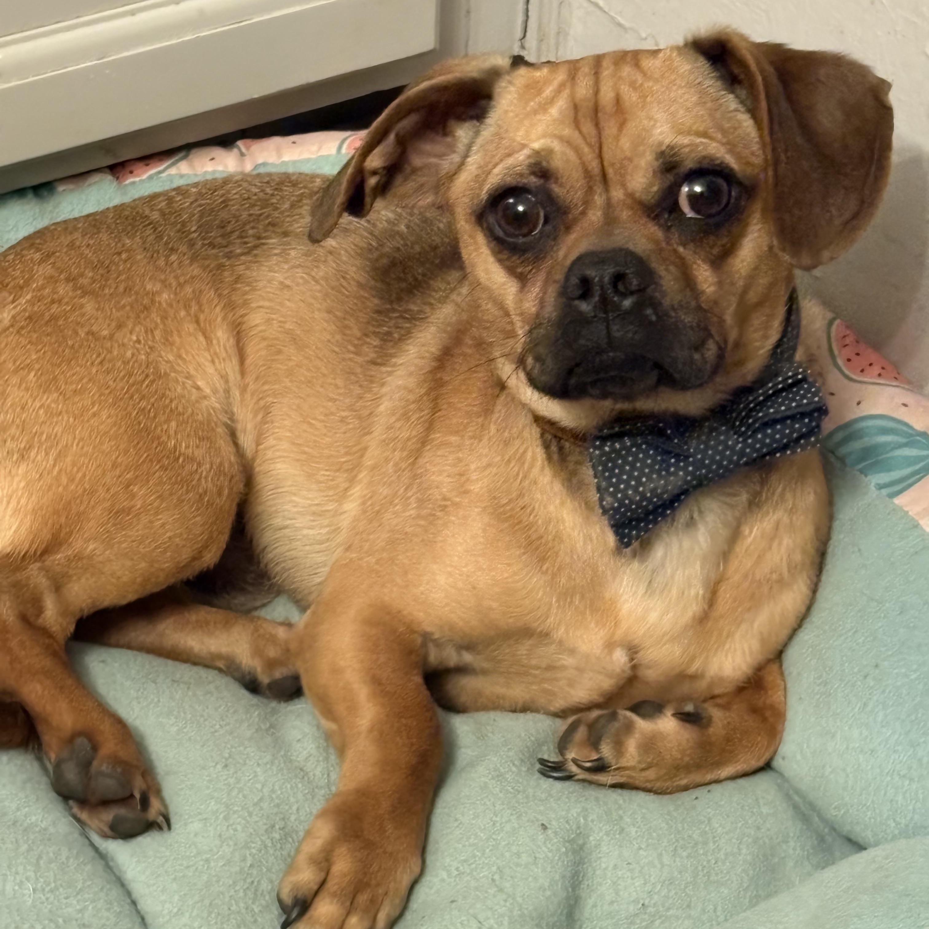 Enlarge Jay, a ADOPTABLE mixed breed in Waxhaw, NC image 2/3