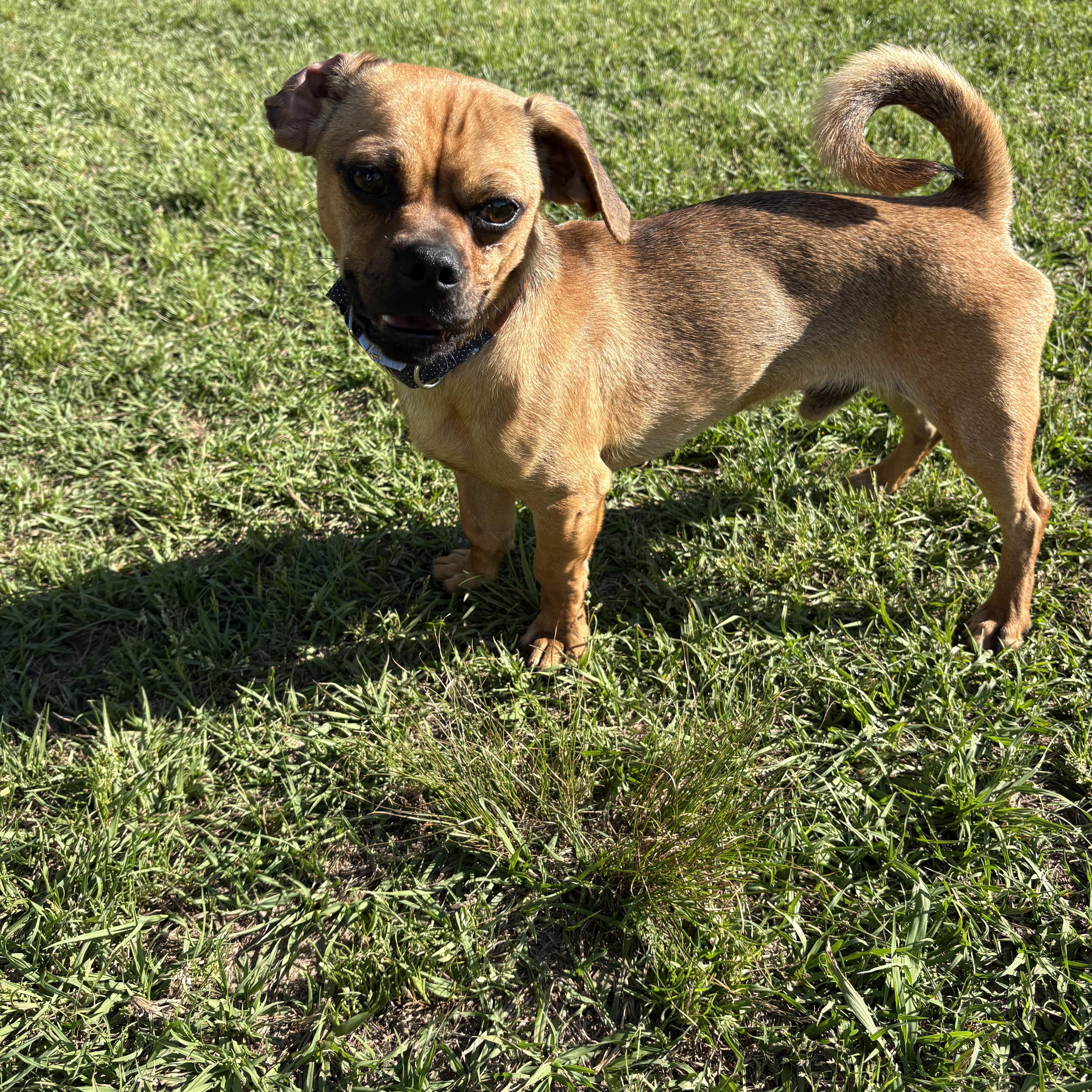 Enlarge Jay, a ADOPTABLE mixed breed in Waxhaw, NC image 3/3