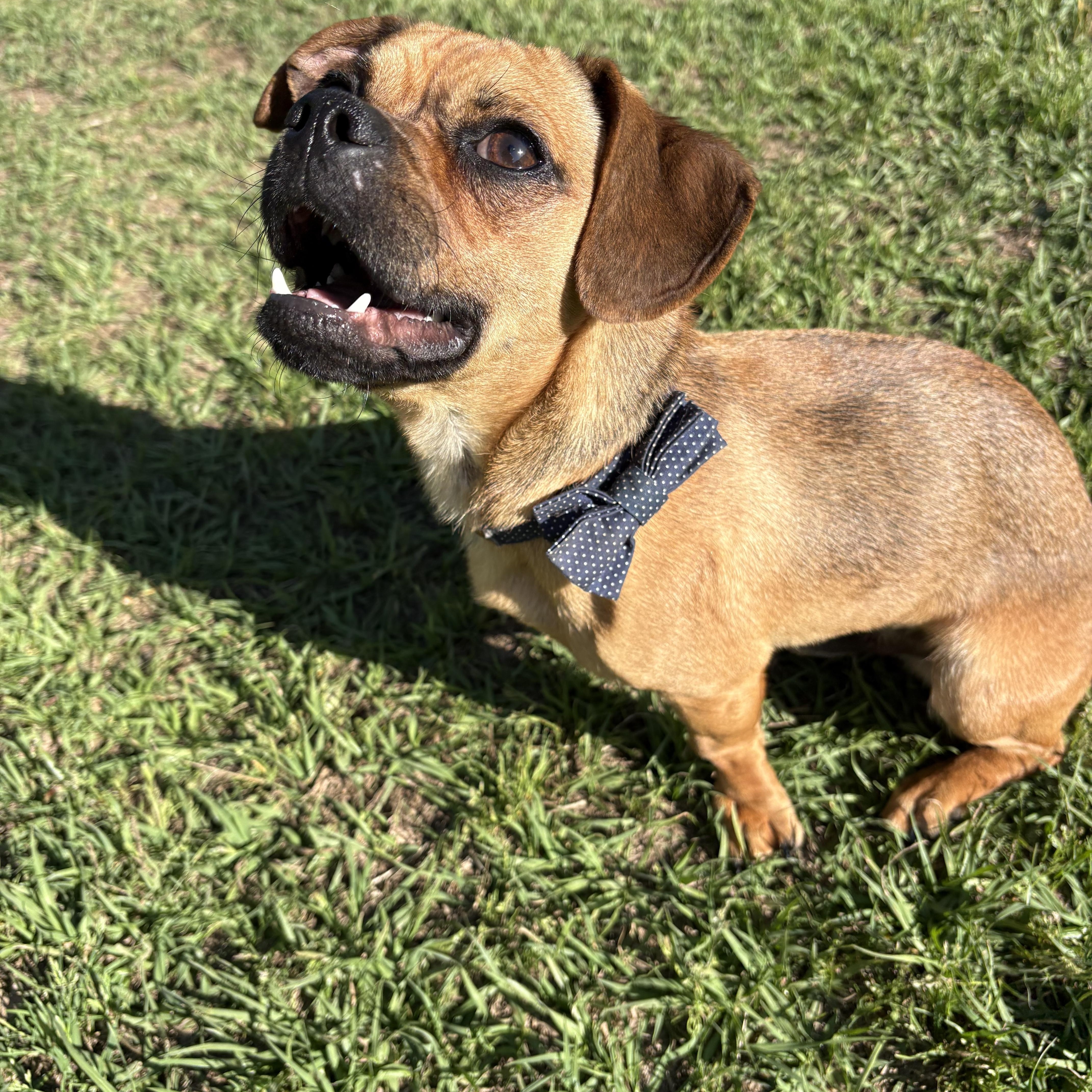 Jay, ADOPTABLE, Young Male Pug.