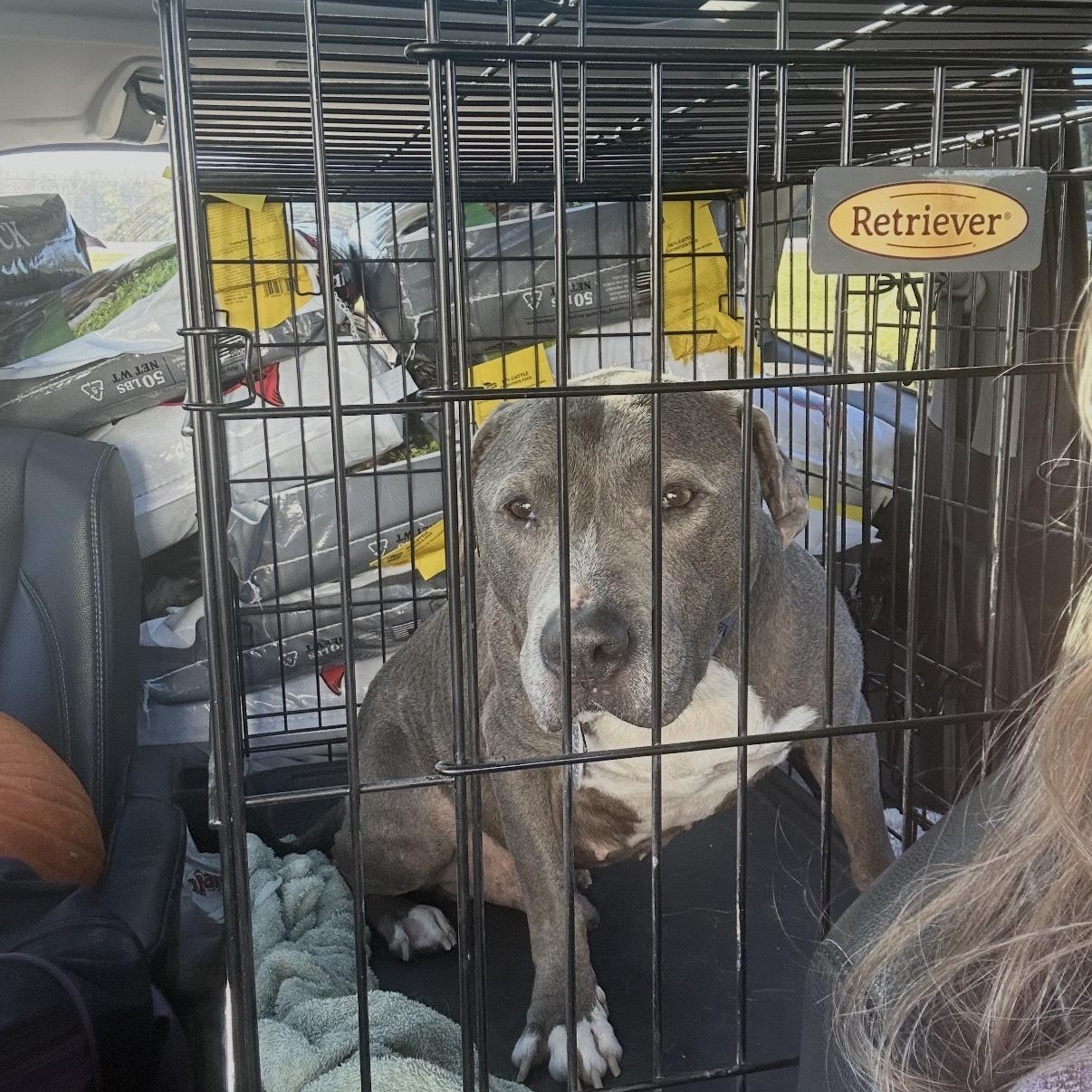 Cash- kid, dog & all human friendly!, Adoptable, Adult Male Mixed Breed & Pit Bull Terrier.