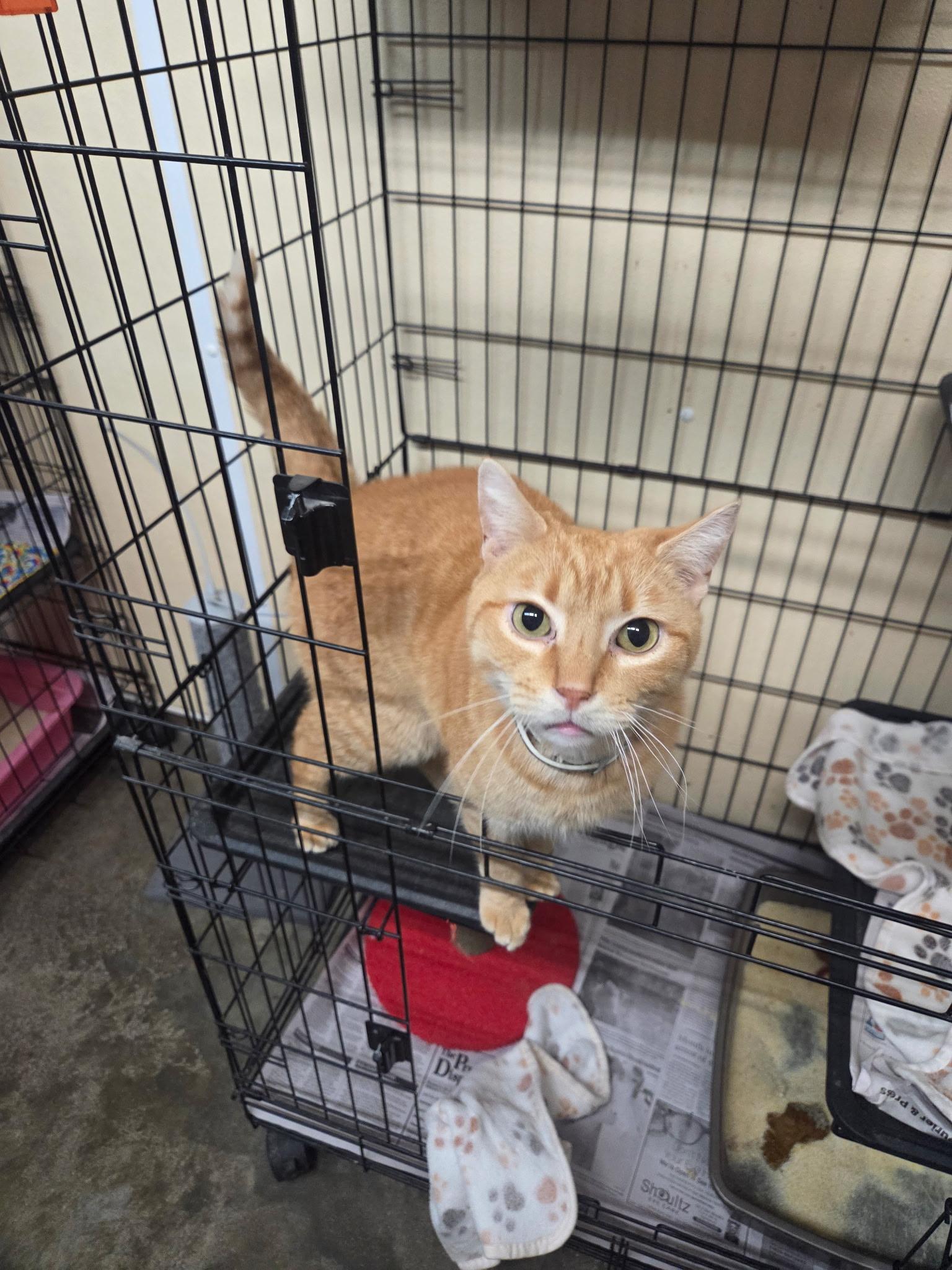 Enlarge Sprout, a ADOPTABLE mixed breed in Petersburg, IN image 1/1