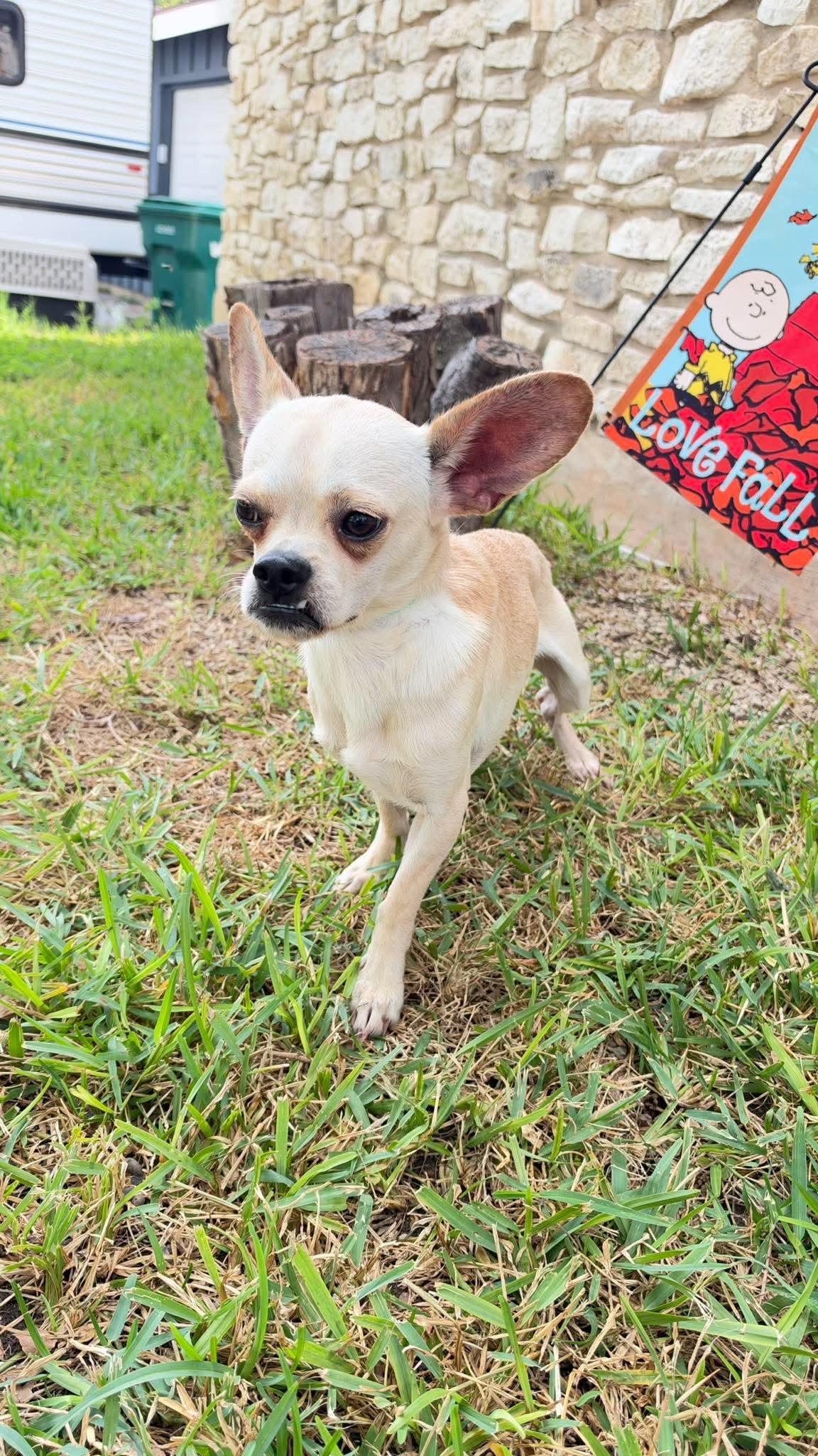 Enlarge Mugsy, a Adoptable mixed breed in Boston, MA image 4/6