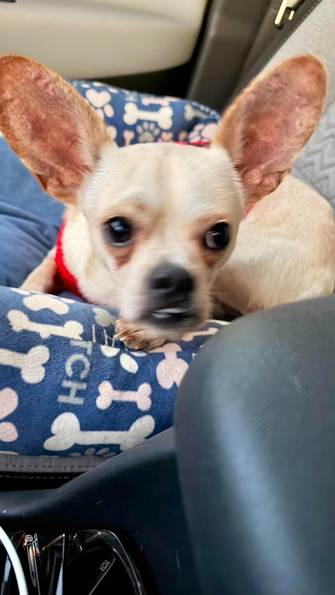 Enlarge Mugsy, a Adoptable mixed breed in Boston, MA image 2/6
