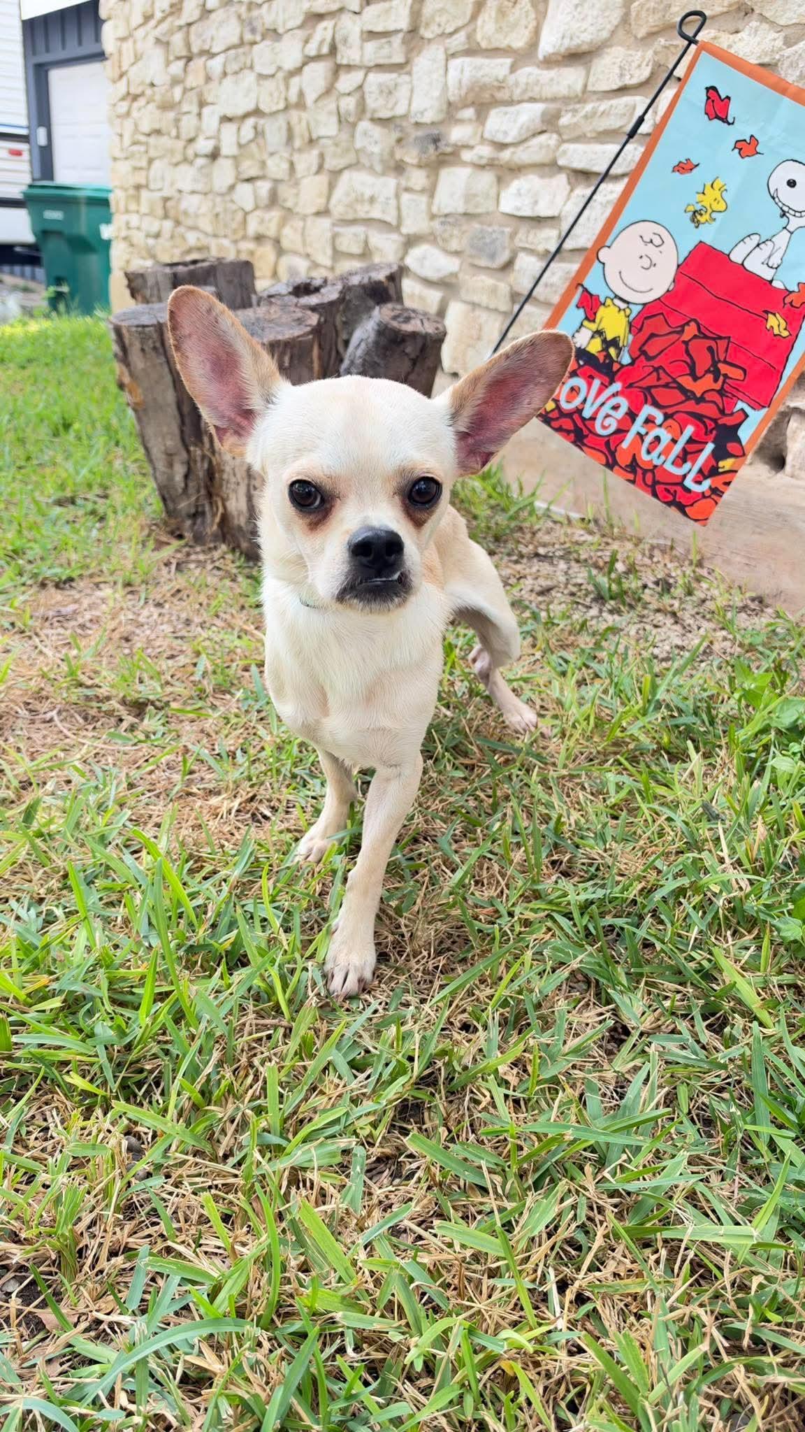 Enlarge Mugsy, a Adoptable mixed breed in Boston, MA image 5/6