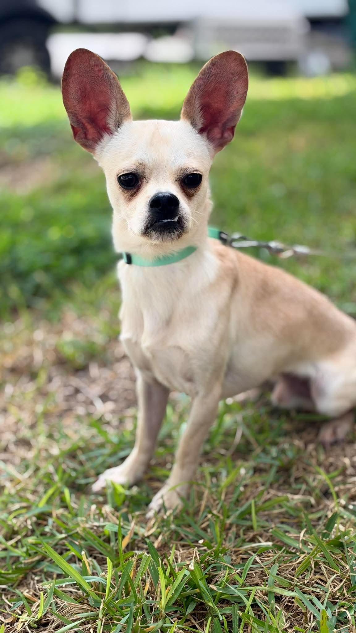 Enlarge Mugsy, a Adoptable mixed breed in Boston, MA image 6/6