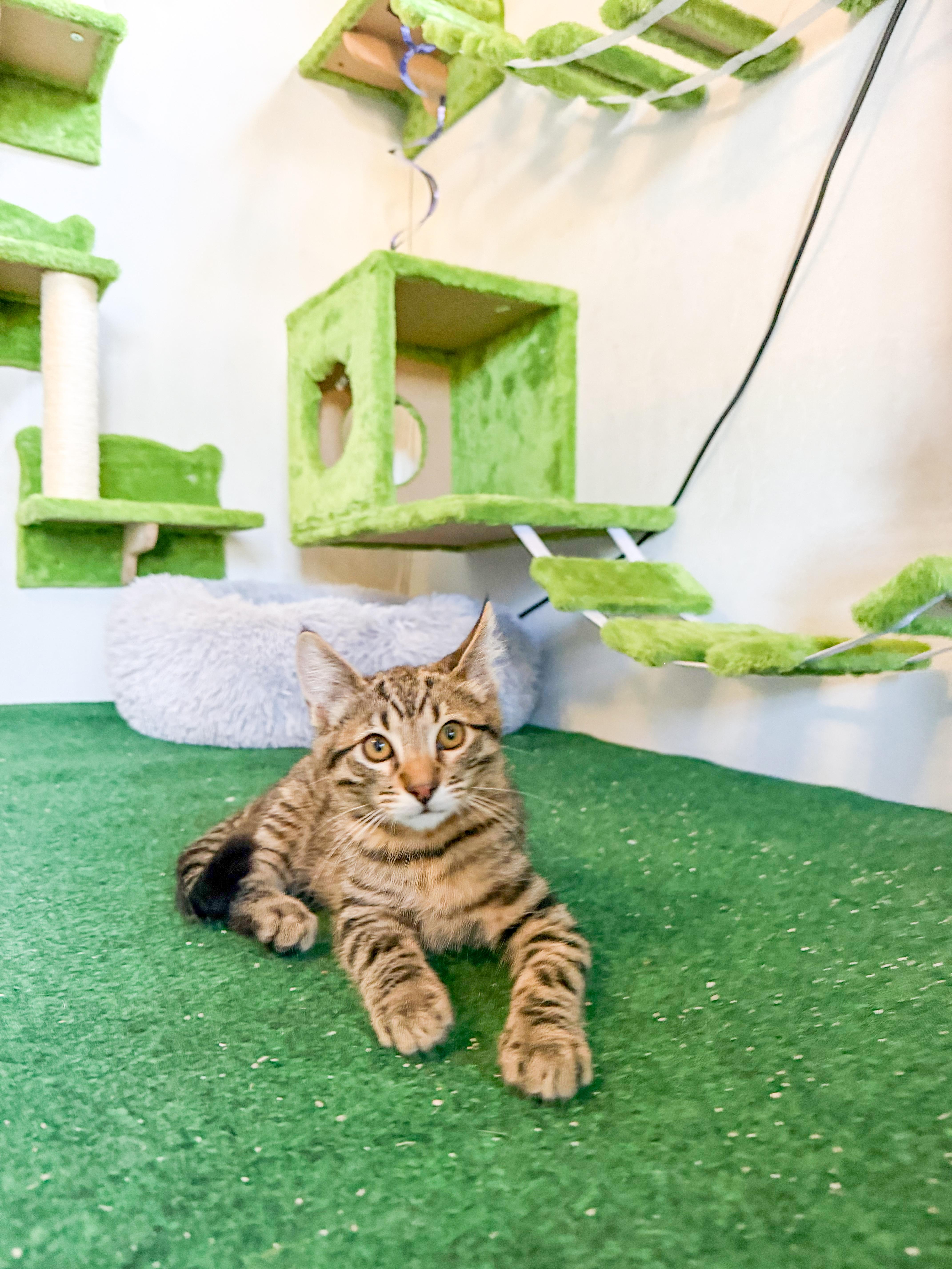 Enlarge Lovey, a Adoptable Domestic Short Hair in San Jose, CA image 6/6