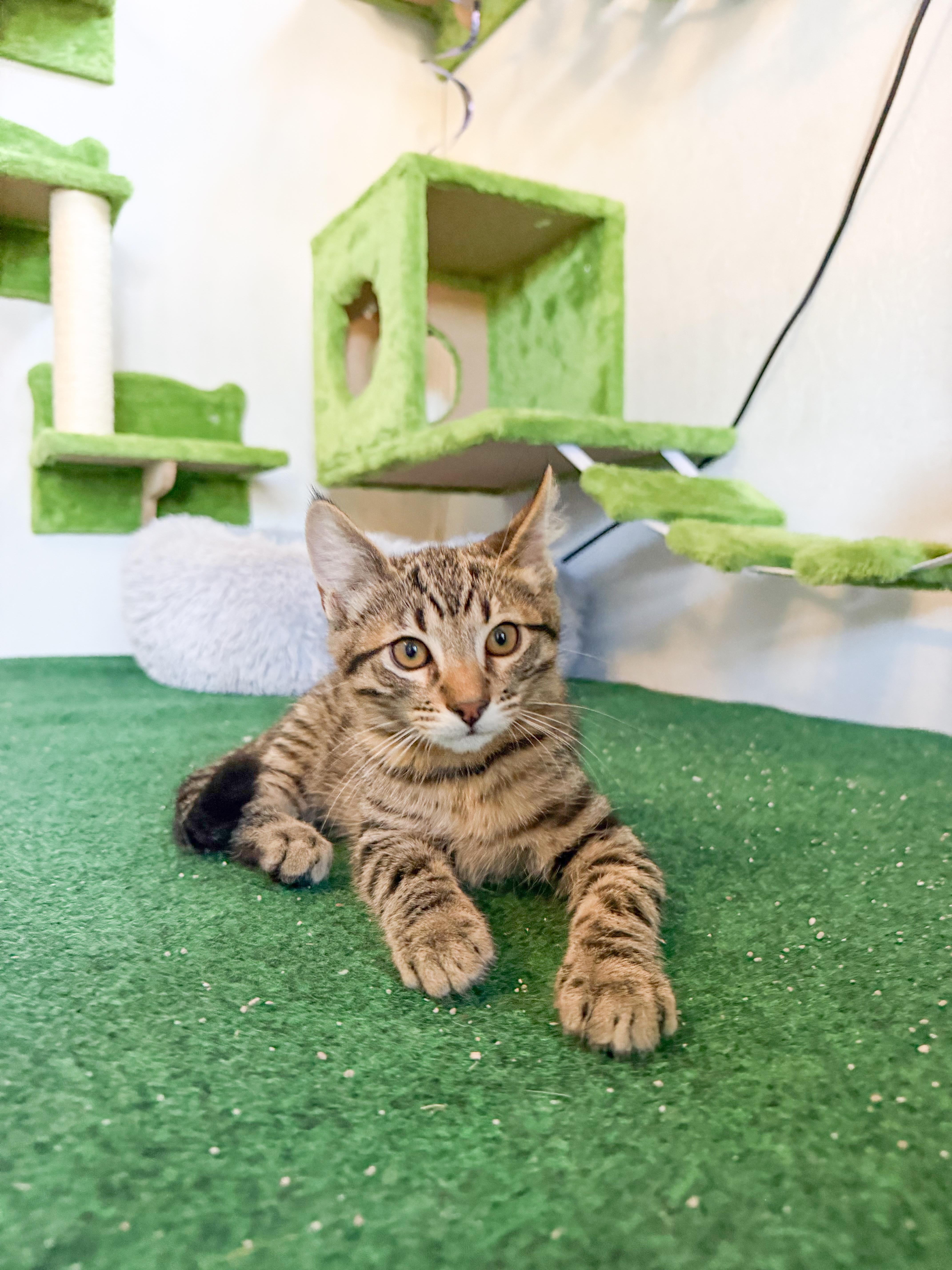 Lovey, Adoptable, Kitten Male Domestic Short Hair.