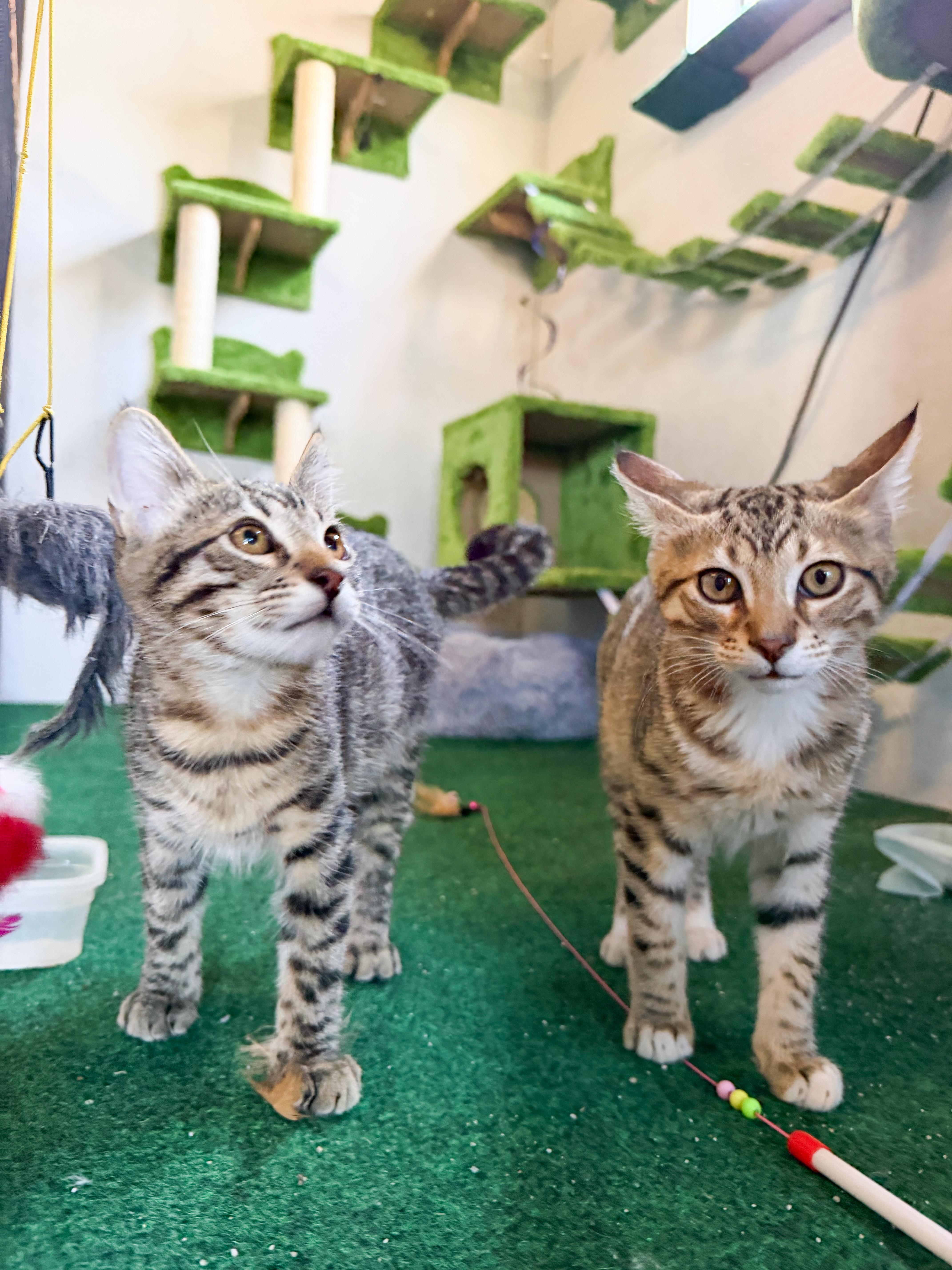 Enlarge Lovey, a Adoptable Domestic Short Hair in San Jose, CA image 5/6