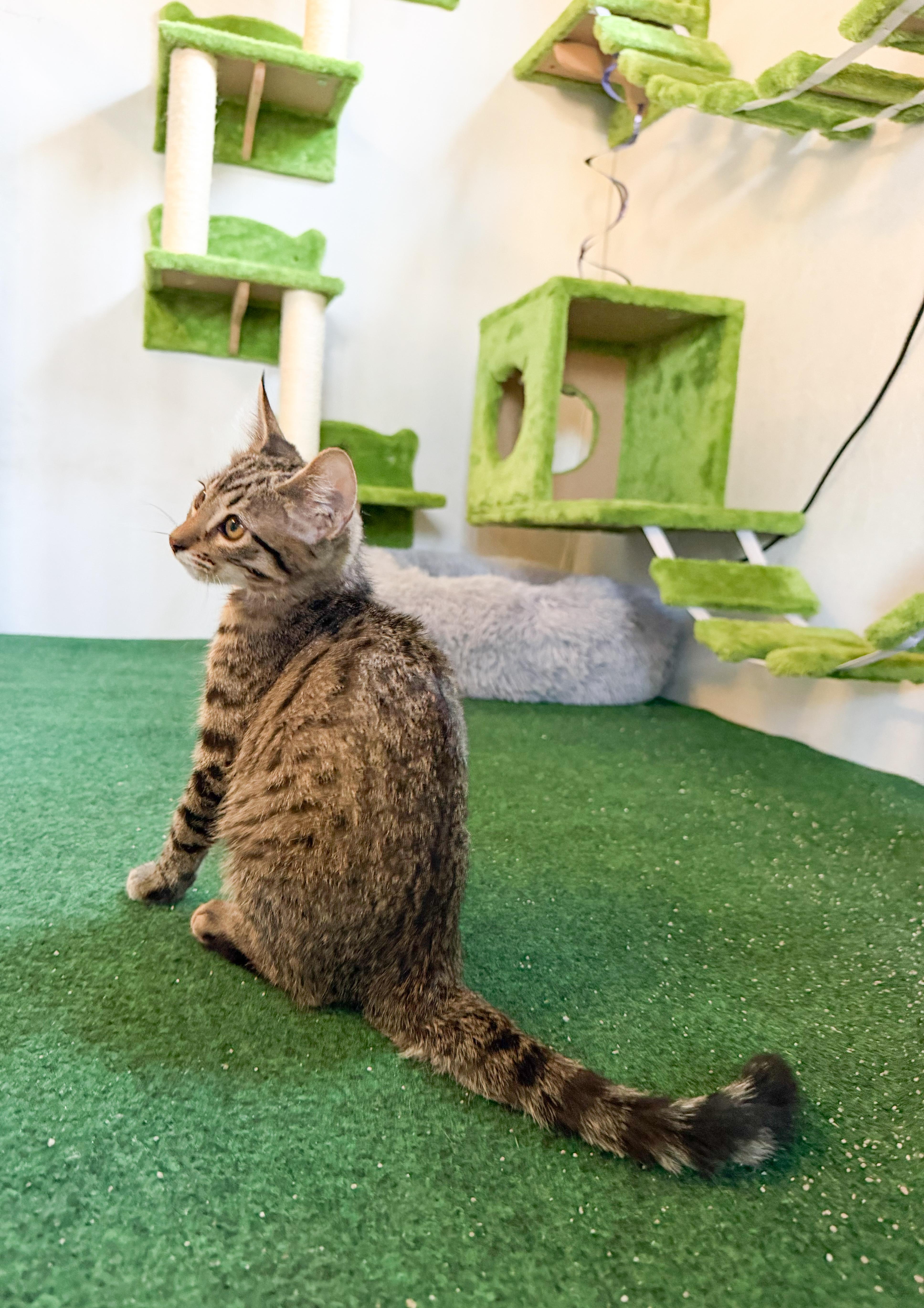 Enlarge Lovey, a Adoptable Domestic Short Hair in San Jose, CA image 3/6