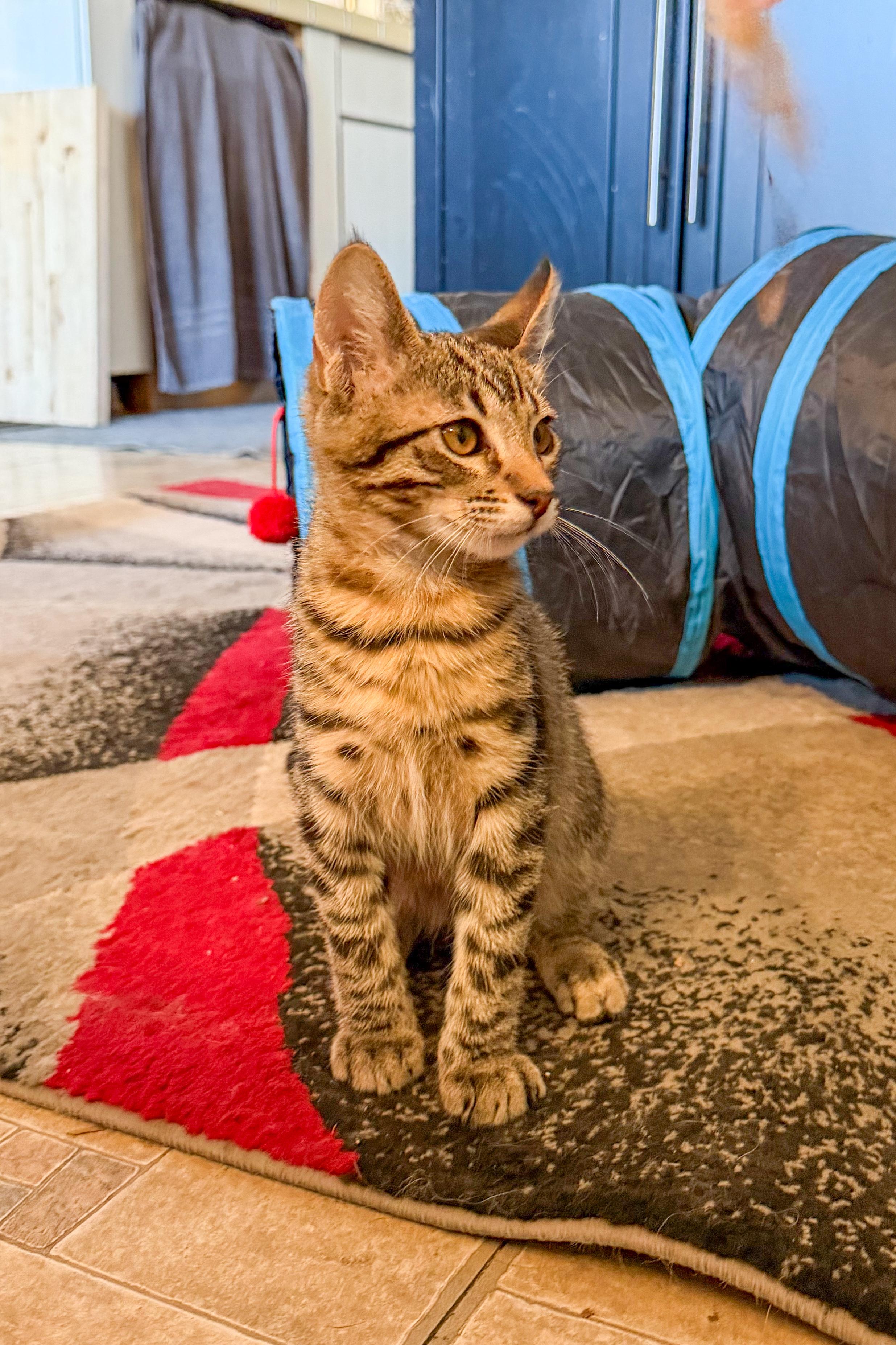 Enlarge Lovey, a Adoptable Domestic Short Hair in San Jose, CA image 2/6