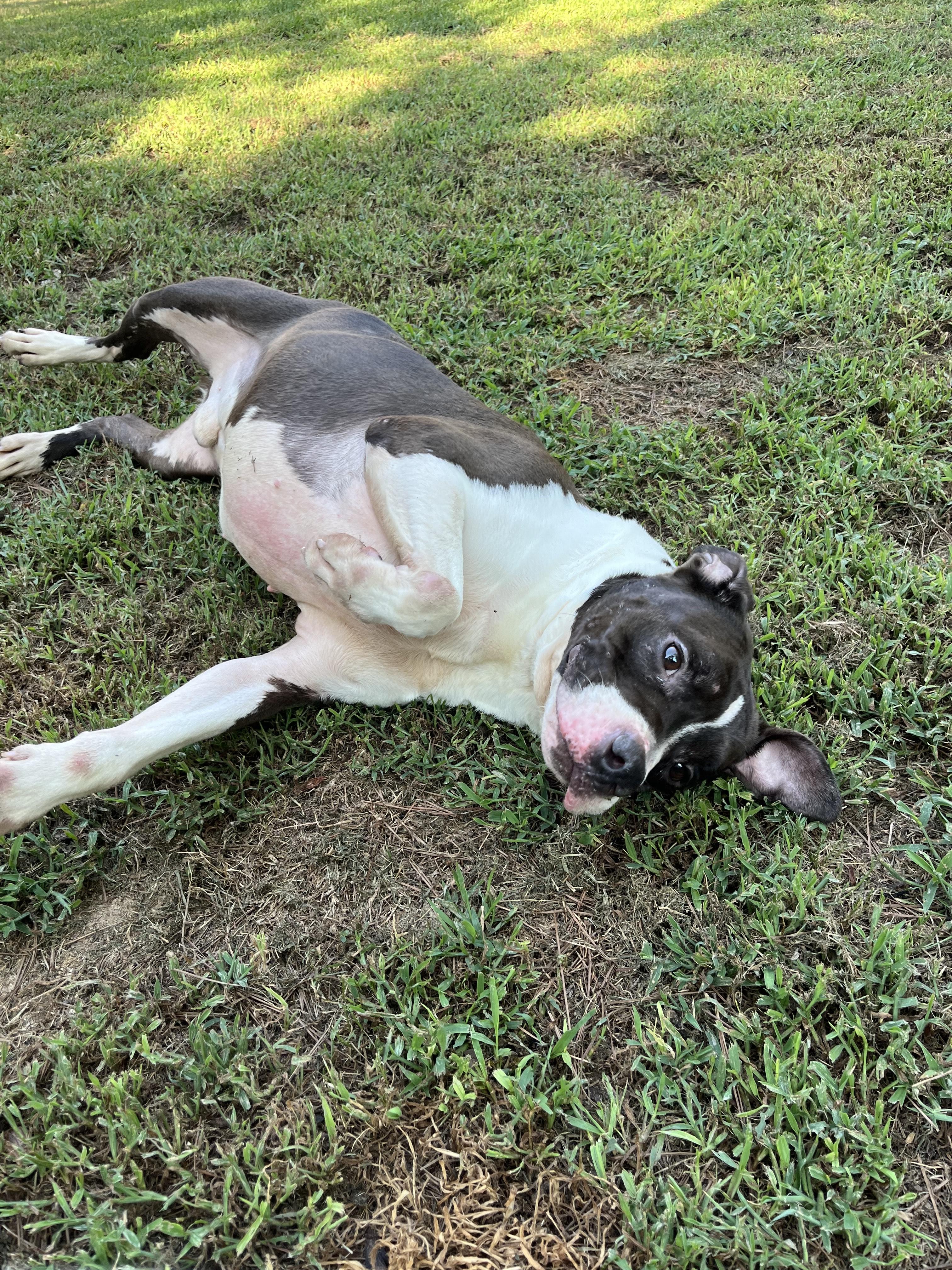 Enlarge Duke, a Adoptable mixed breed in Roswell, GA image 3/3