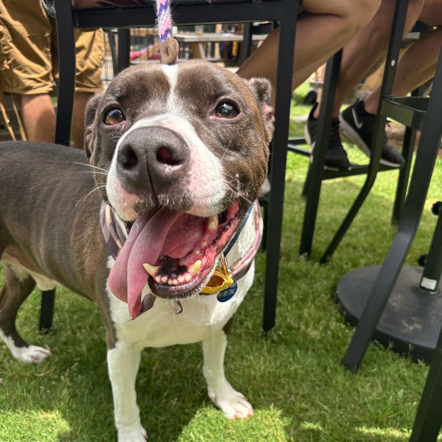 Enlarge Duke, a Adoptable mixed breed in Roswell, GA image 2/3