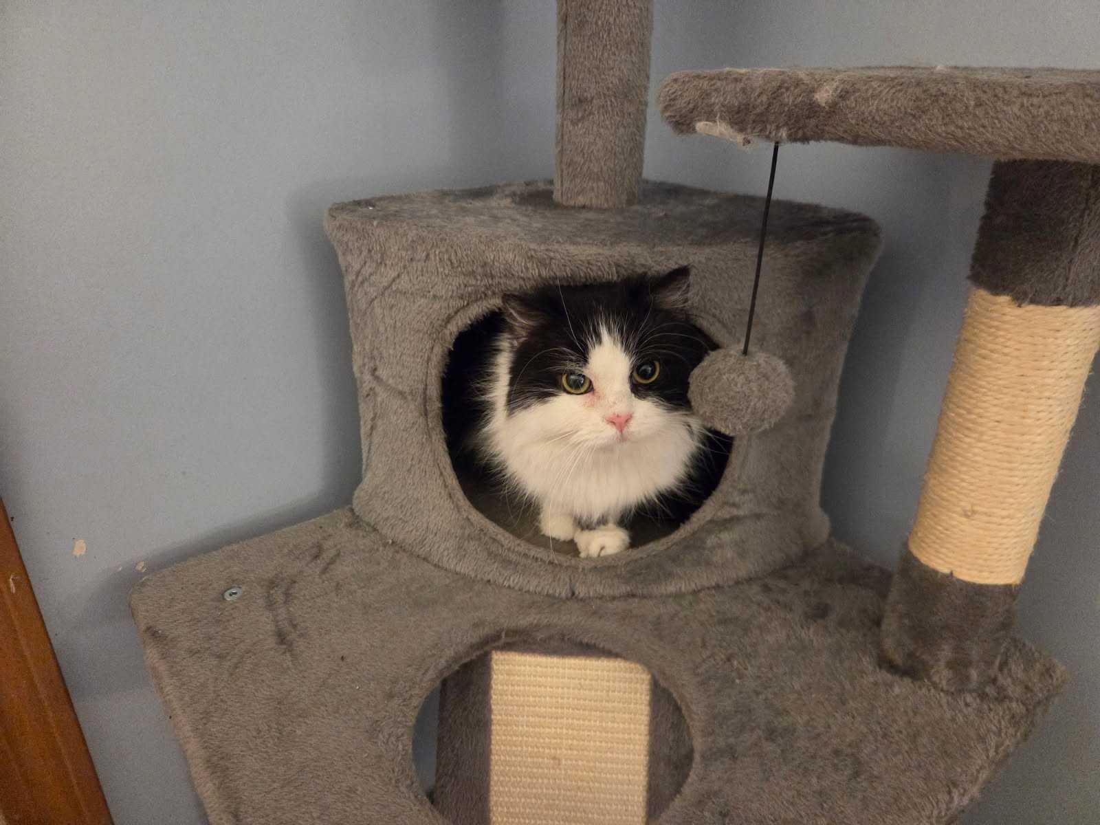 Maria Theresa, ADOPTABLE, Adult Female Persian.