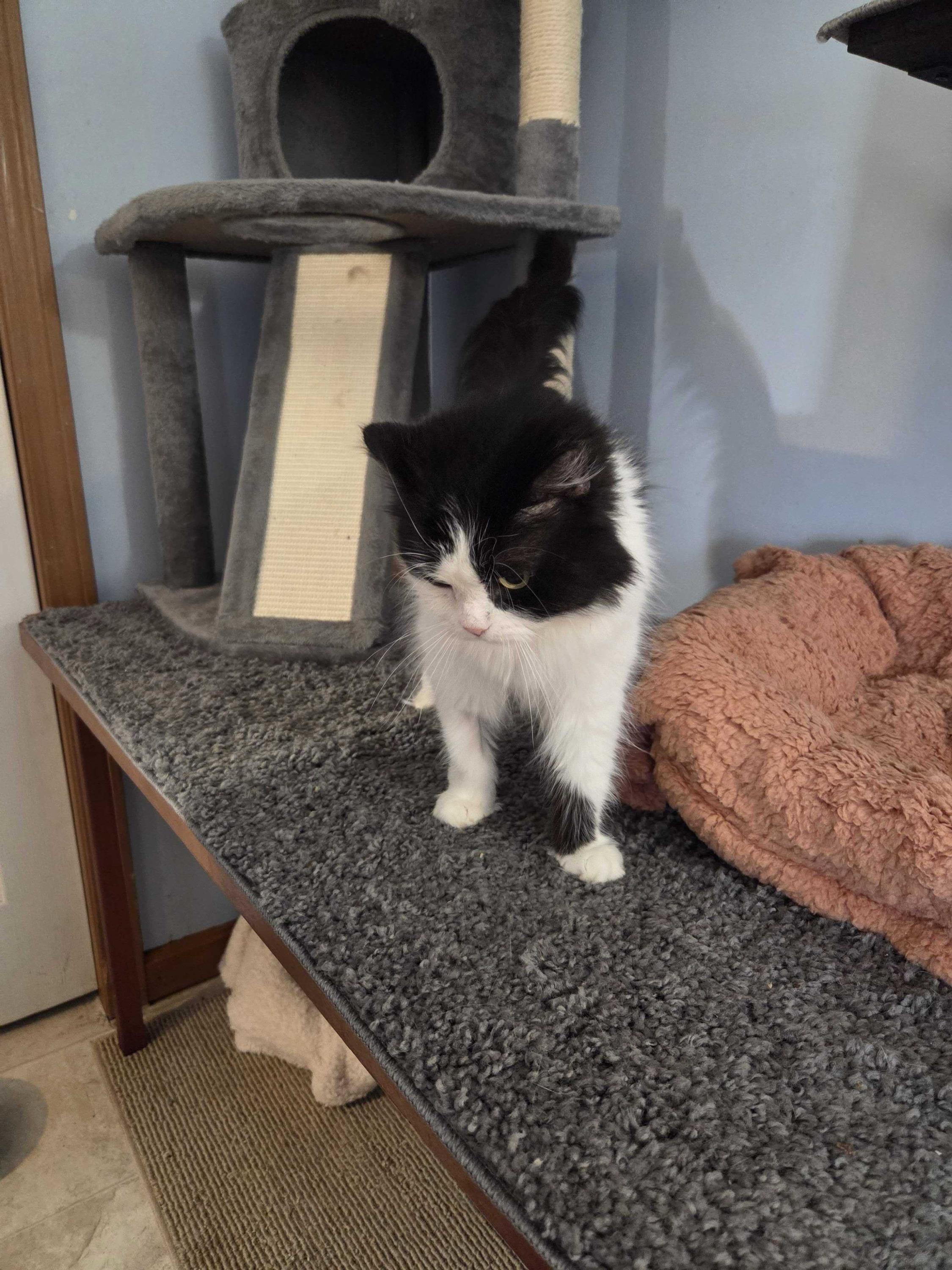 Enlarge Maria Theresa, a ADOPTABLE mixed breed in Bowdoin, ME image 4/4