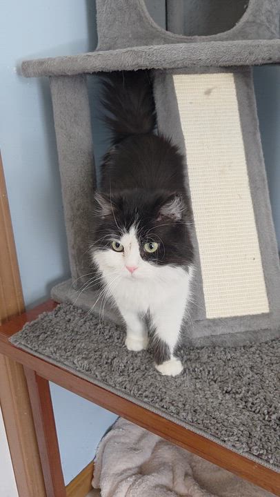 Enlarge Maria Theresa, a ADOPTABLE mixed breed in Bowdoin, ME video 5/5