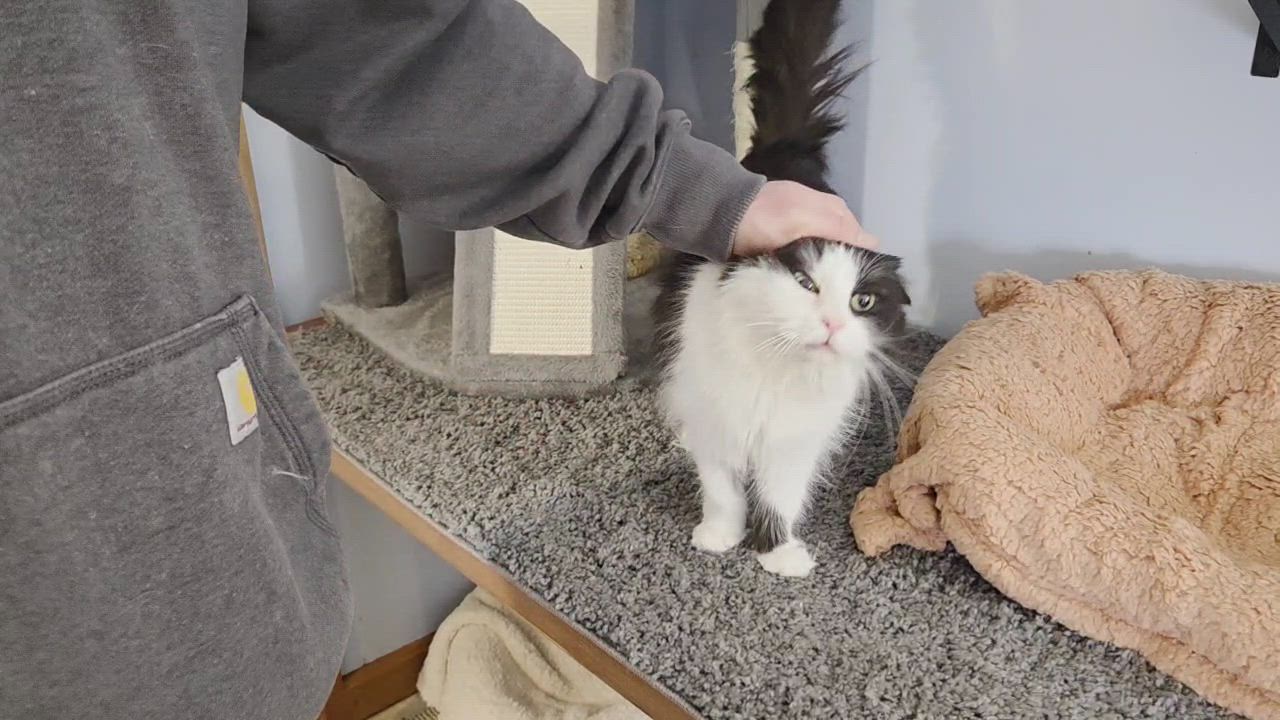 Enlarge Maria Theresa, a ADOPTABLE mixed breed in Bowdoin, ME video 2/4