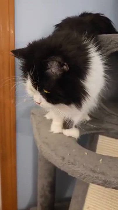 Enlarge Maria Theresa, a ADOPTABLE mixed breed in Bowdoin, ME video 3/4