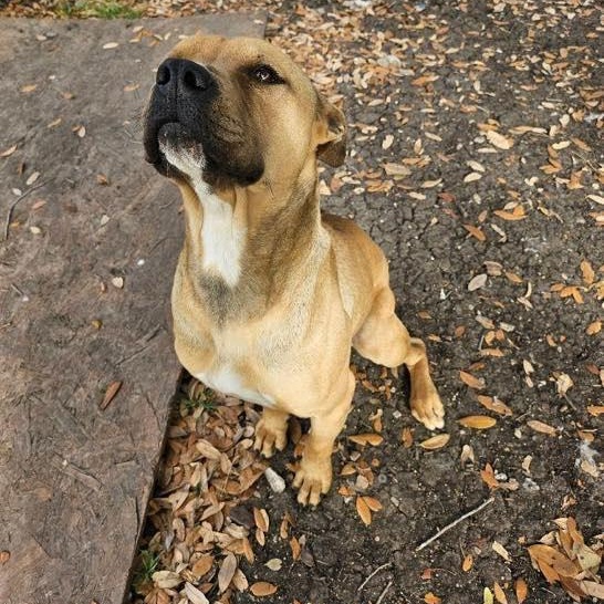 Paz, a Adoptable American Staffordshire Terrier in Pittsburgh, PA image 2/4