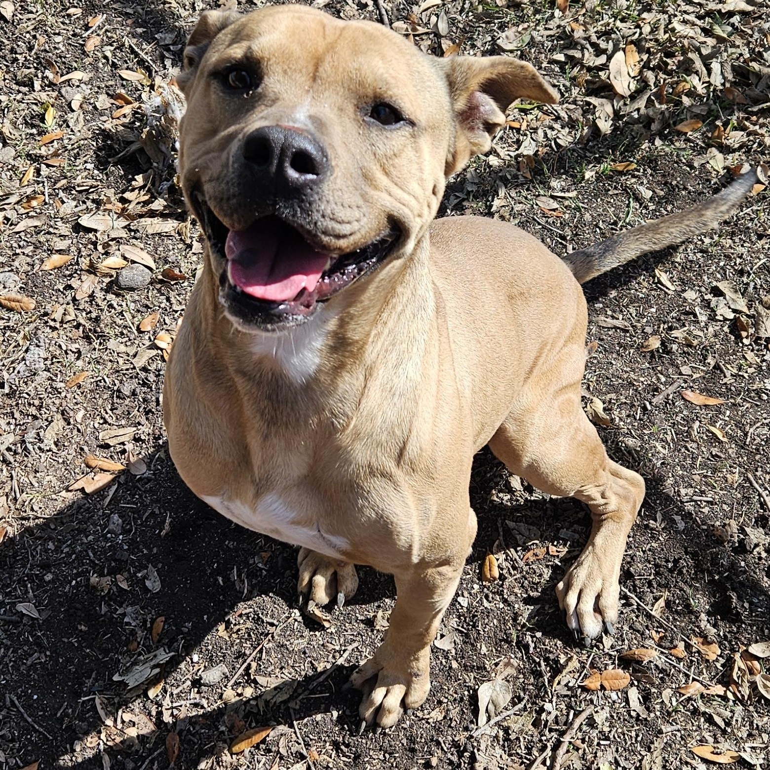 Paz, a Adoptable American Staffordshire Terrier in Pittsburgh, PA image 1/4