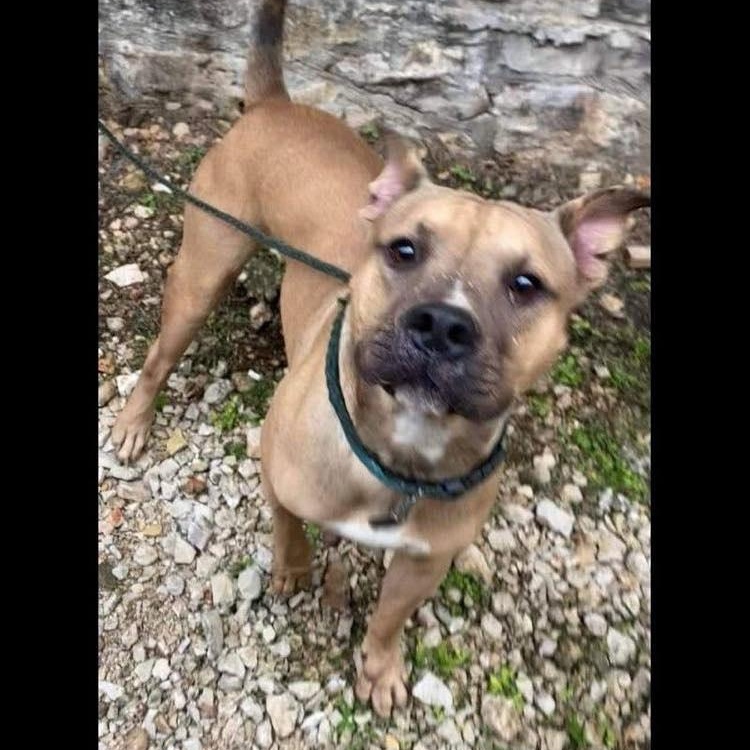 Paz, a Adoptable American Staffordshire Terrier in Pittsburgh, PA image 4/4