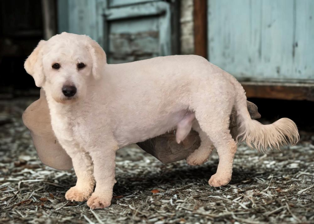 Enlarge Butch, a Adoptable mixed breed in Draper, UT image 2/2