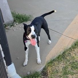 Enlarge Bella, a ADOPTABLE mixed breed in High Point, NC image 1/6
