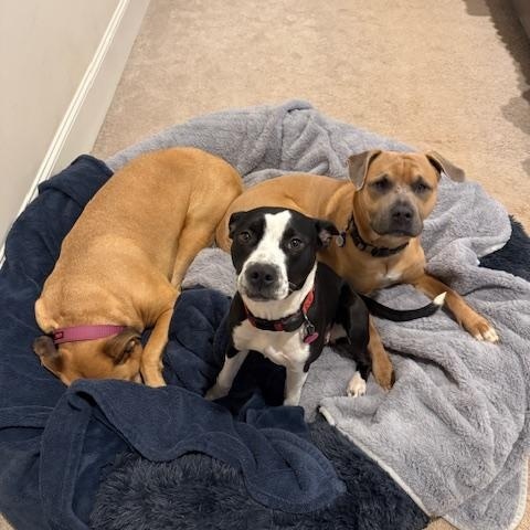 Enlarge Bella, a ADOPTABLE mixed breed in High Point, NC image 3/3