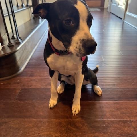 Enlarge Bella, a ADOPTABLE mixed breed in High Point, NC image 2/3