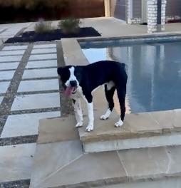 Enlarge Bella, a ADOPTABLE mixed breed in High Point, NC image 5/6