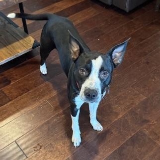 Enlarge Bella, a ADOPTABLE mixed breed in High Point, NC image 1/3