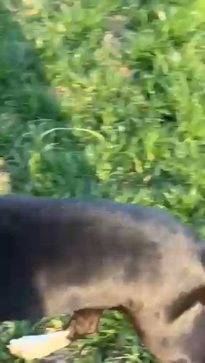 Enlarge Bella, a ADOPTABLE mixed breed in High Point, NC video 6/6