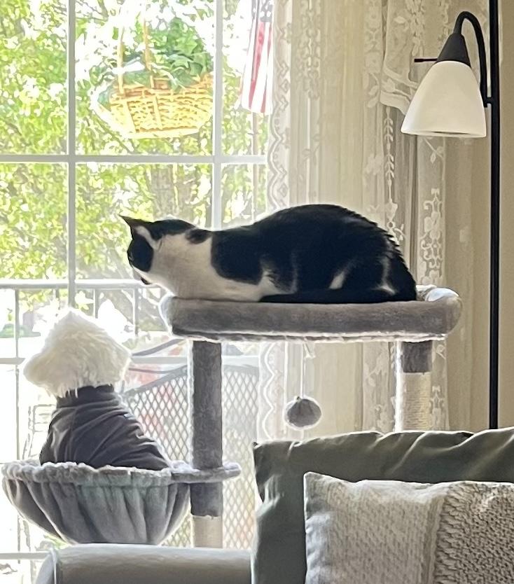 Enlarge Charlie - big, talkative, and loveable sweet boy At The Kitten Around Cat Lounge!, an adoptable Tuxedo in Southern Pines, NC image 4/6