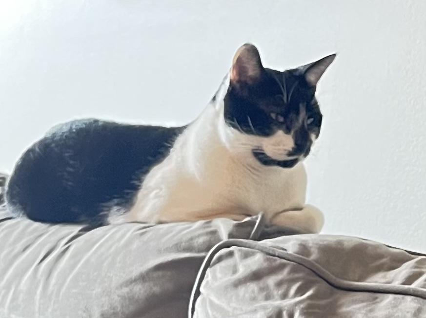 Enlarge Charlie - big, talkative, and loveable sweet boy At The Kitten Around Cat Lounge!, an adoptable Tuxedo in Southern Pines, NC image 5/6