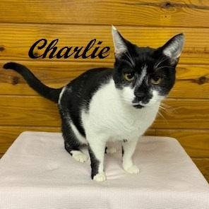 Enlarge Charlie - big, talkative, and loveable sweet boy!, an adopted Tuxedo in Southern Pines, NC image 1/3