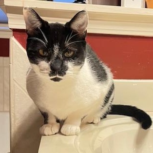 Enlarge Charlie - big, talkative, and loveable sweet boy At The Kitten Around Cat Lounge!, an adoptable Tuxedo in Southern Pines, NC image 1/6