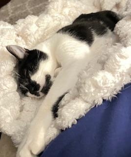 Enlarge Charlie - big, talkative, and loveable sweet boy At The Kitten Around Cat Lounge!, an adoptable Tuxedo in Southern Pines, NC image 3/6