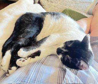 Enlarge Charlie - big, talkative, and loveable sweet boy At The Kitten Around Cat Lounge!, an adoptable Tuxedo in Southern Pines, NC image 6/6