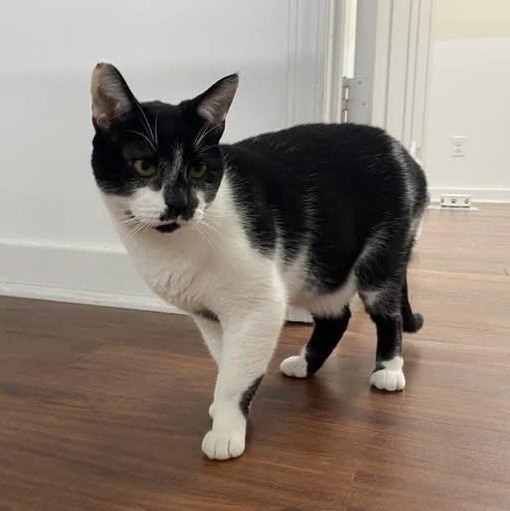 Charlie - big, talkative, and loveable sweet boy At The Kitten Around Cat Lounge!, adoptable, Young Male Tuxedo.