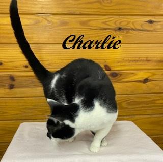Enlarge Charlie - big, talkative, and loveable sweet boy!, an adopted Tuxedo in Southern Pines, NC image 2/3