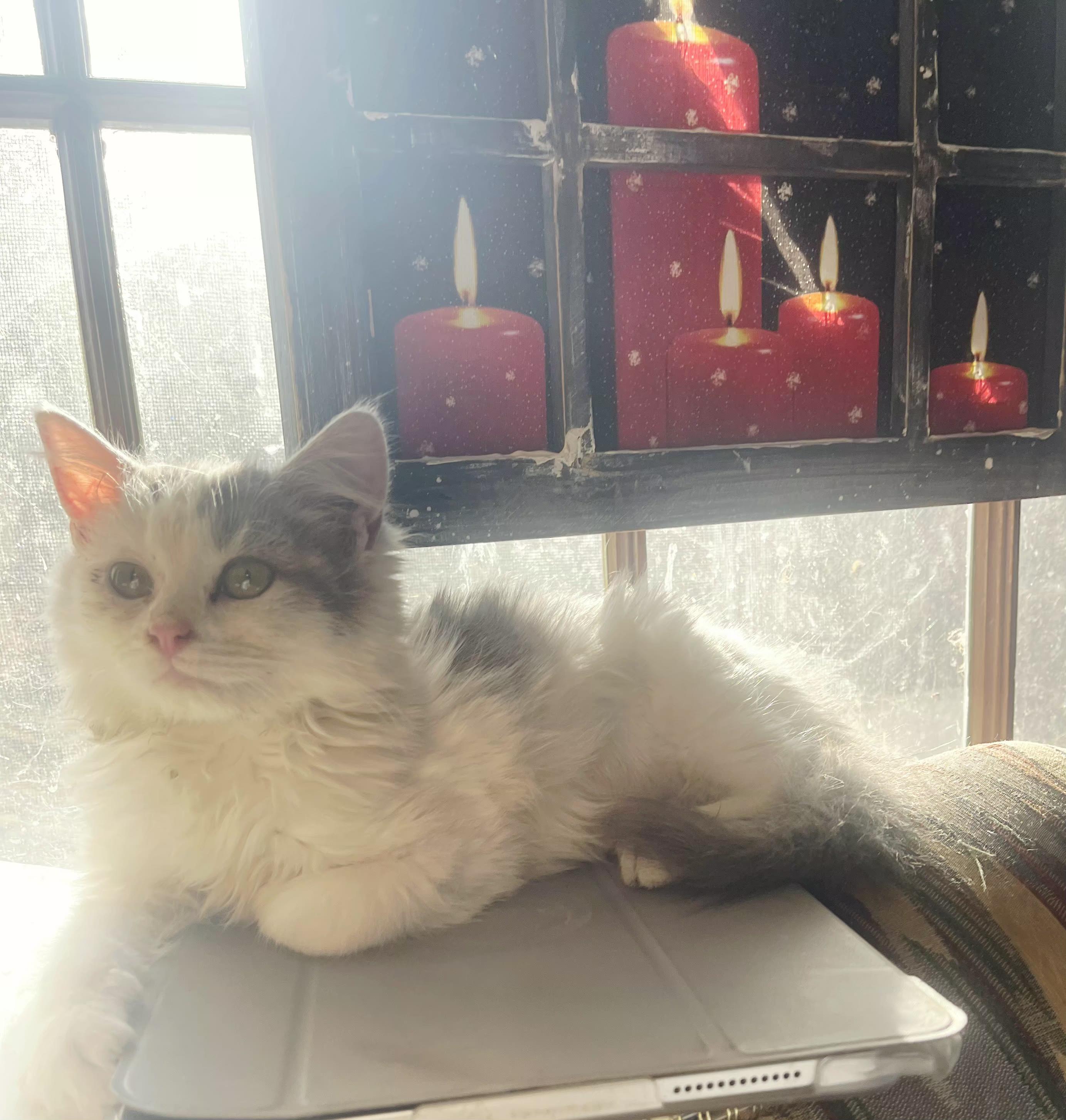 Enlarge Daisy , an adopted Domestic Long Hair in Chattanooga, TN image 1/1