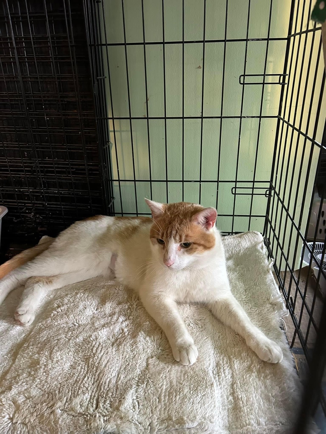 Cory, Adoptable, Young Male Domestic Short Hair.