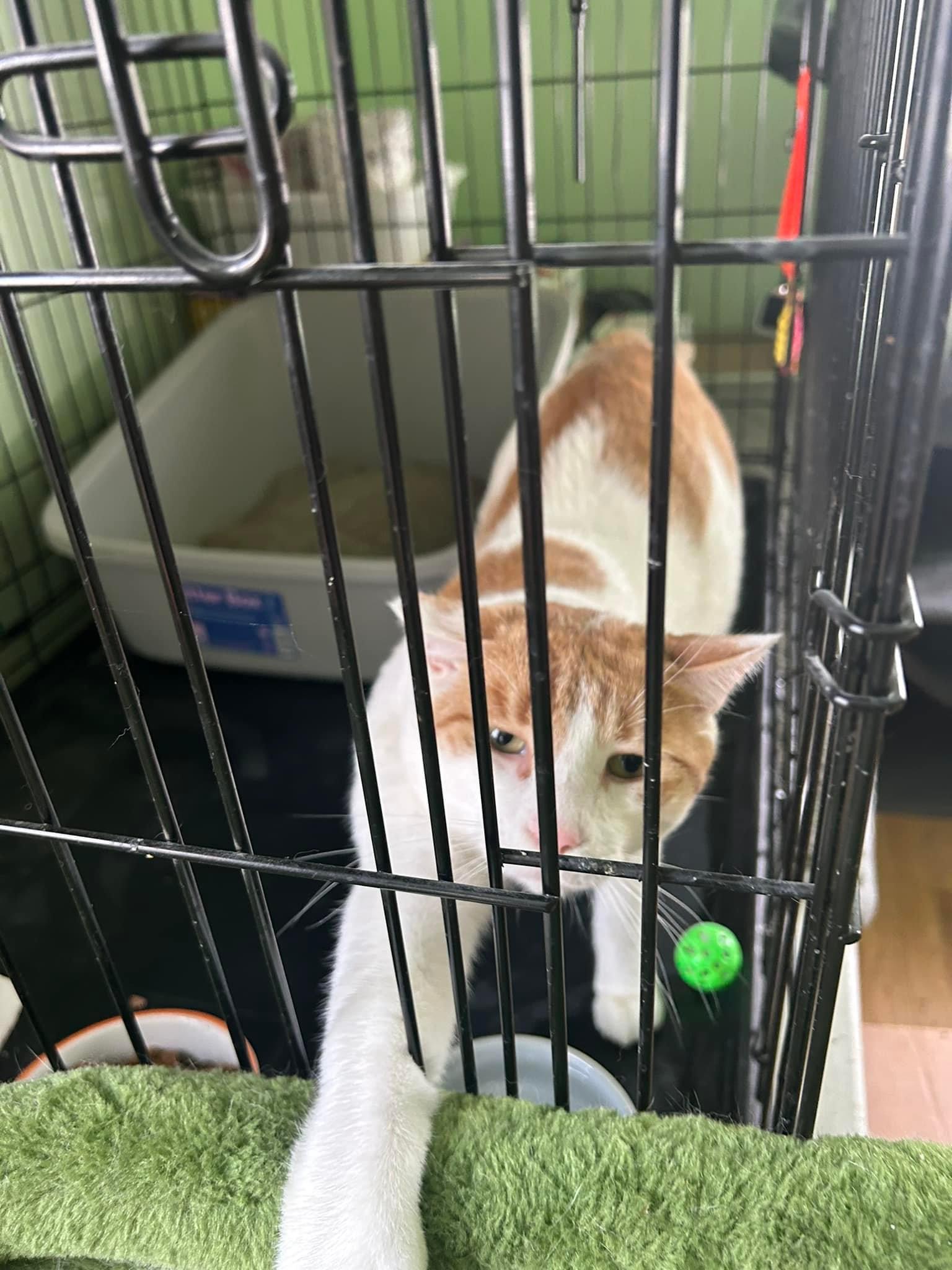 Enlarge Cory, a Adoptable Domestic Short Hair in Newark, NJ image 4/6