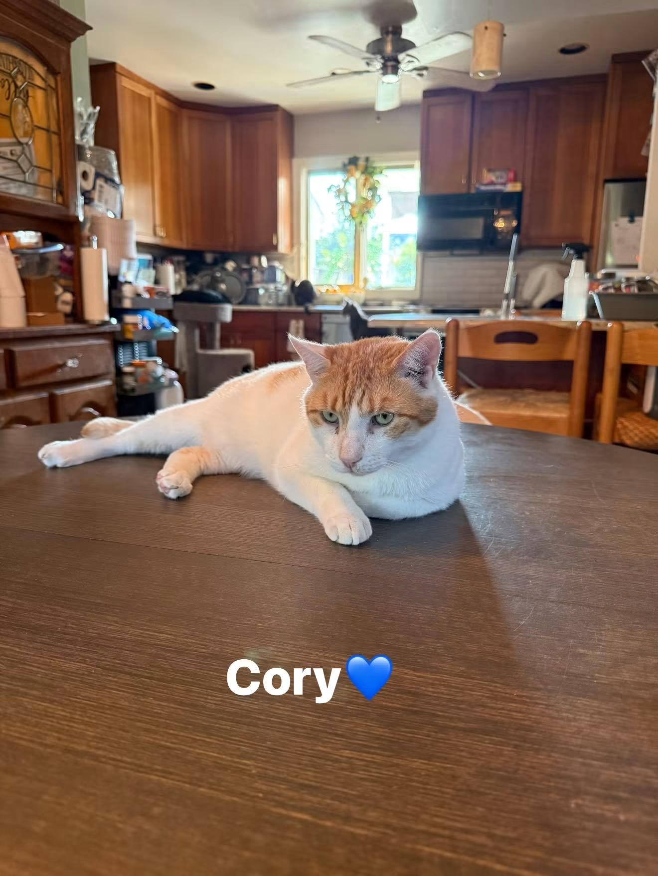 Cory, a Adoptable Domestic Short Hair in Newark, NJ image 6/6
