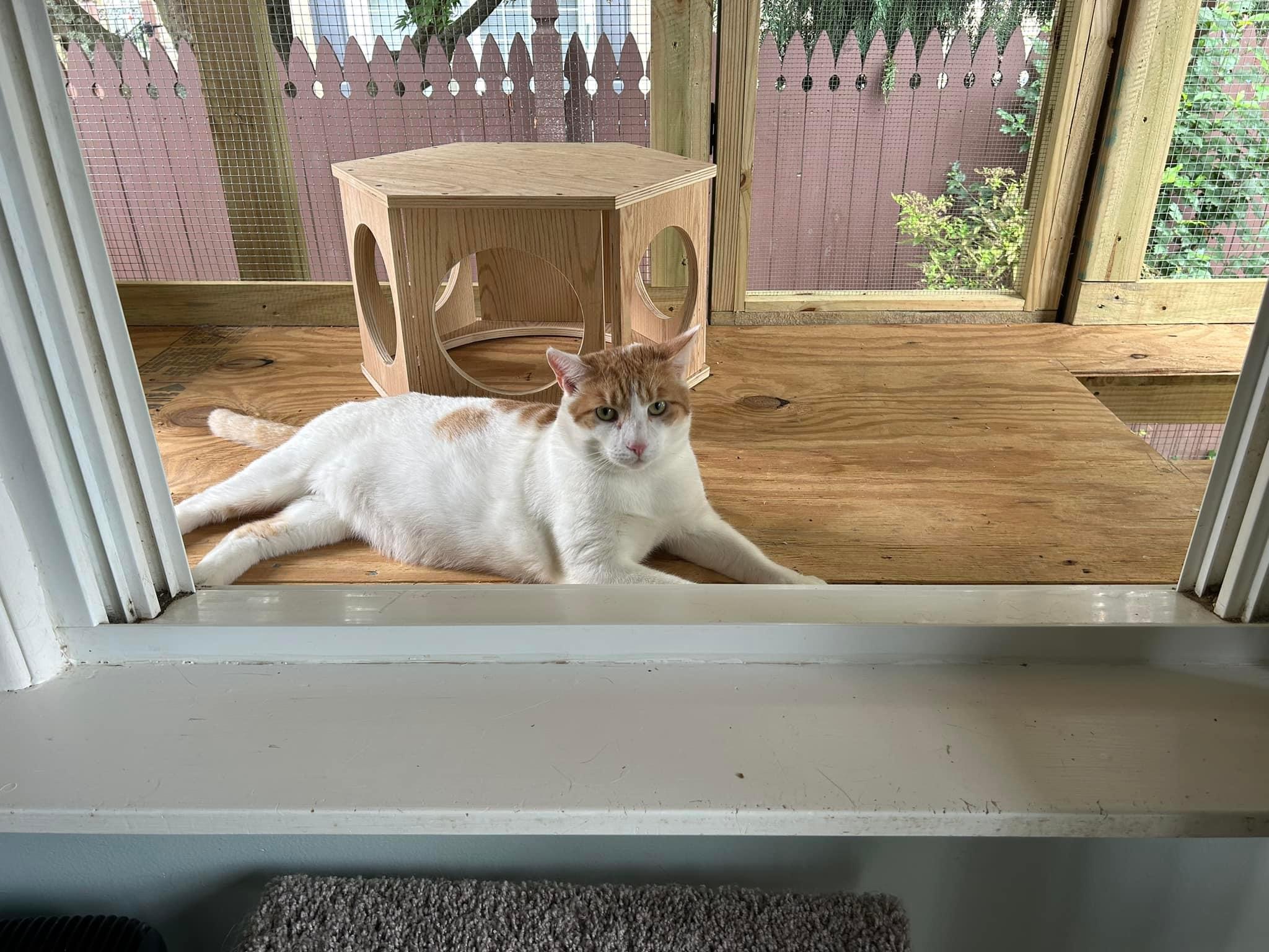 Enlarge Cory, a Adoptable Domestic Short Hair in Newark, NJ image 5/6