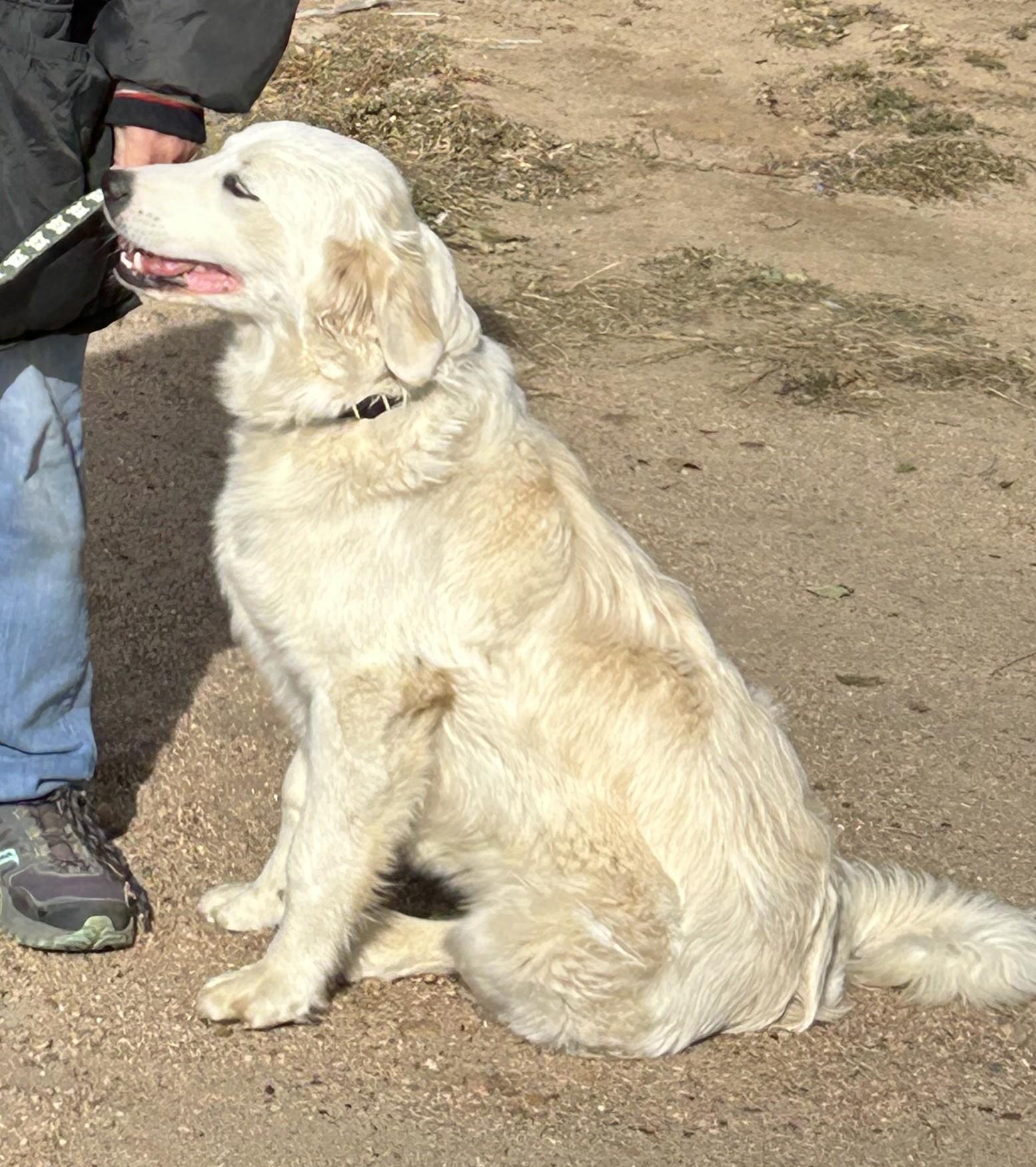 Nala, a Adoptable mixed breed in Greeley, CO image 2/3