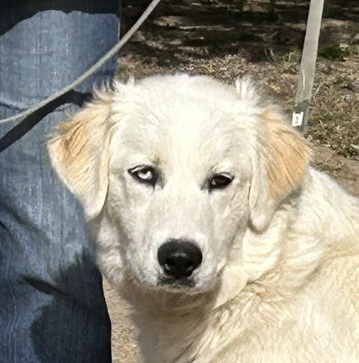 Nala, a Adoptable mixed breed in Greeley, CO image 1/3