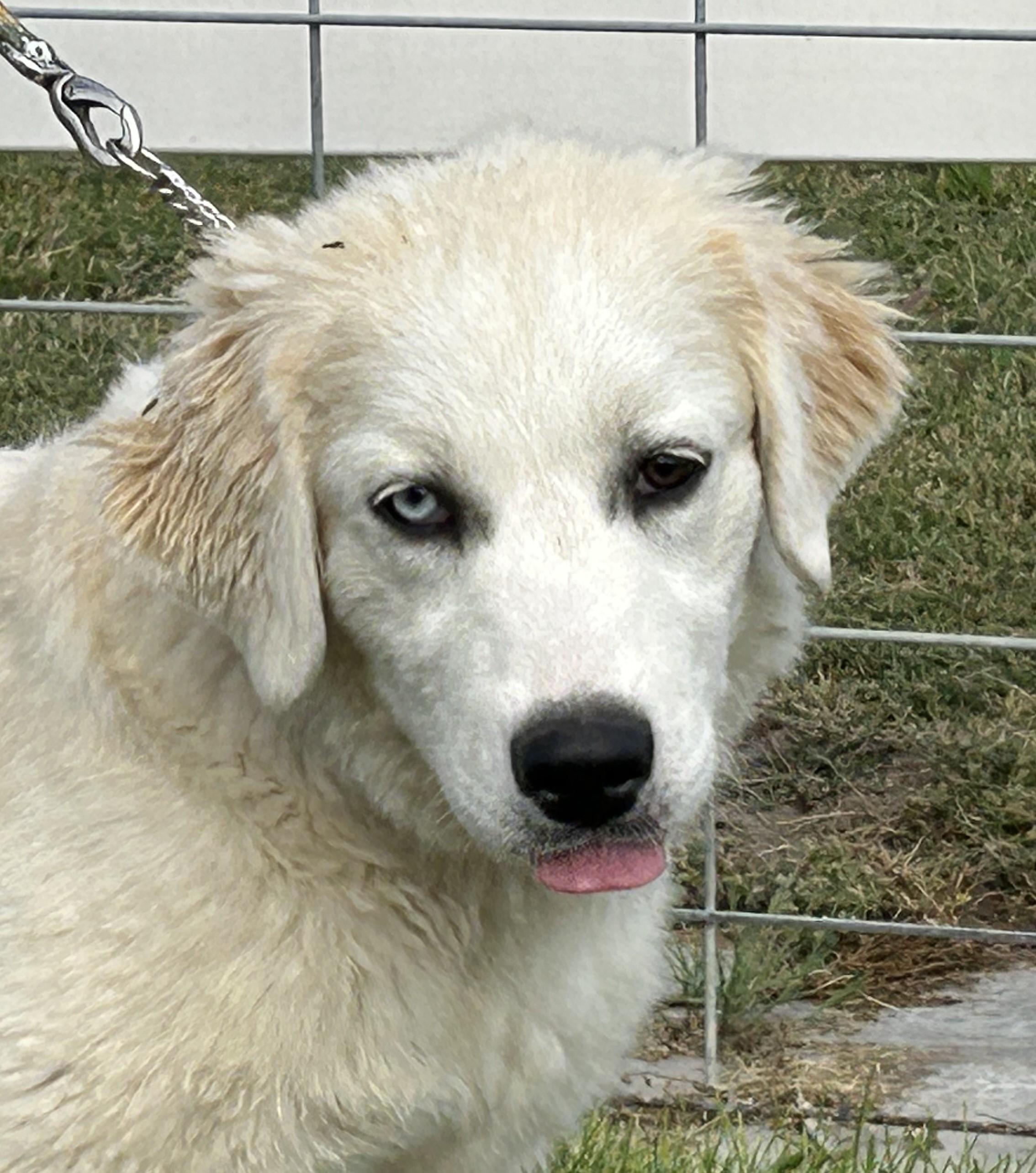 Nala