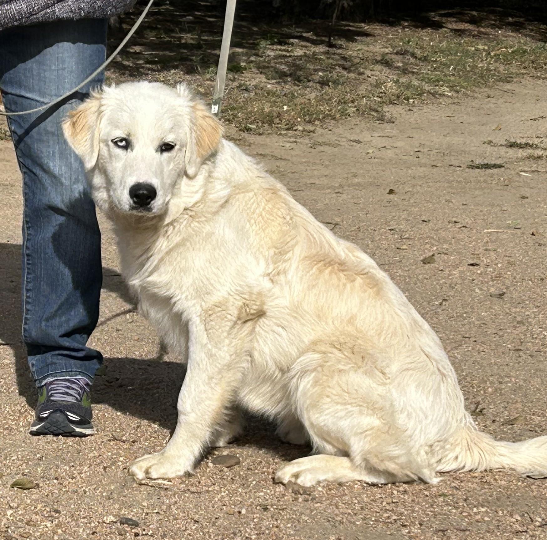 Nala, a Adoptable mixed breed in Greeley, CO image 3/3