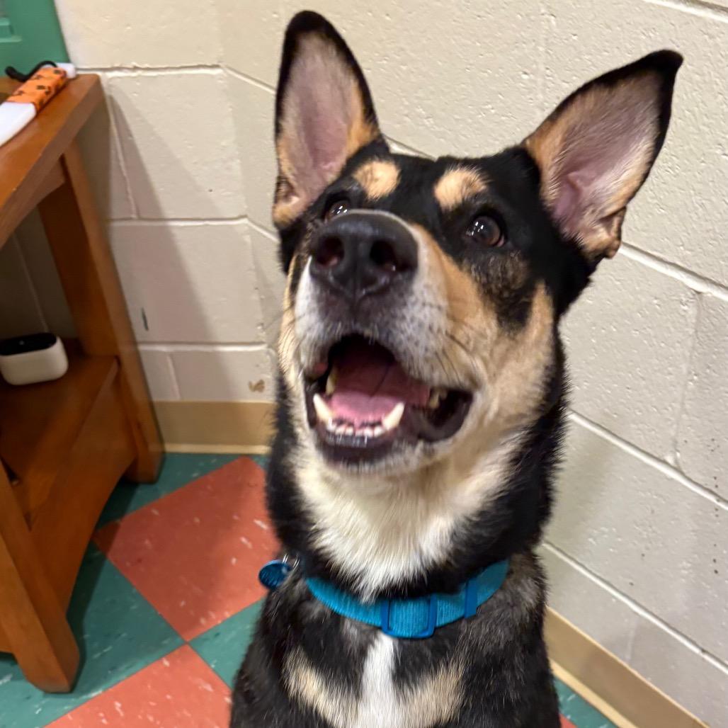 Daniela, a Adoptable Mixed Breed in South Burlington, VT image 1/6