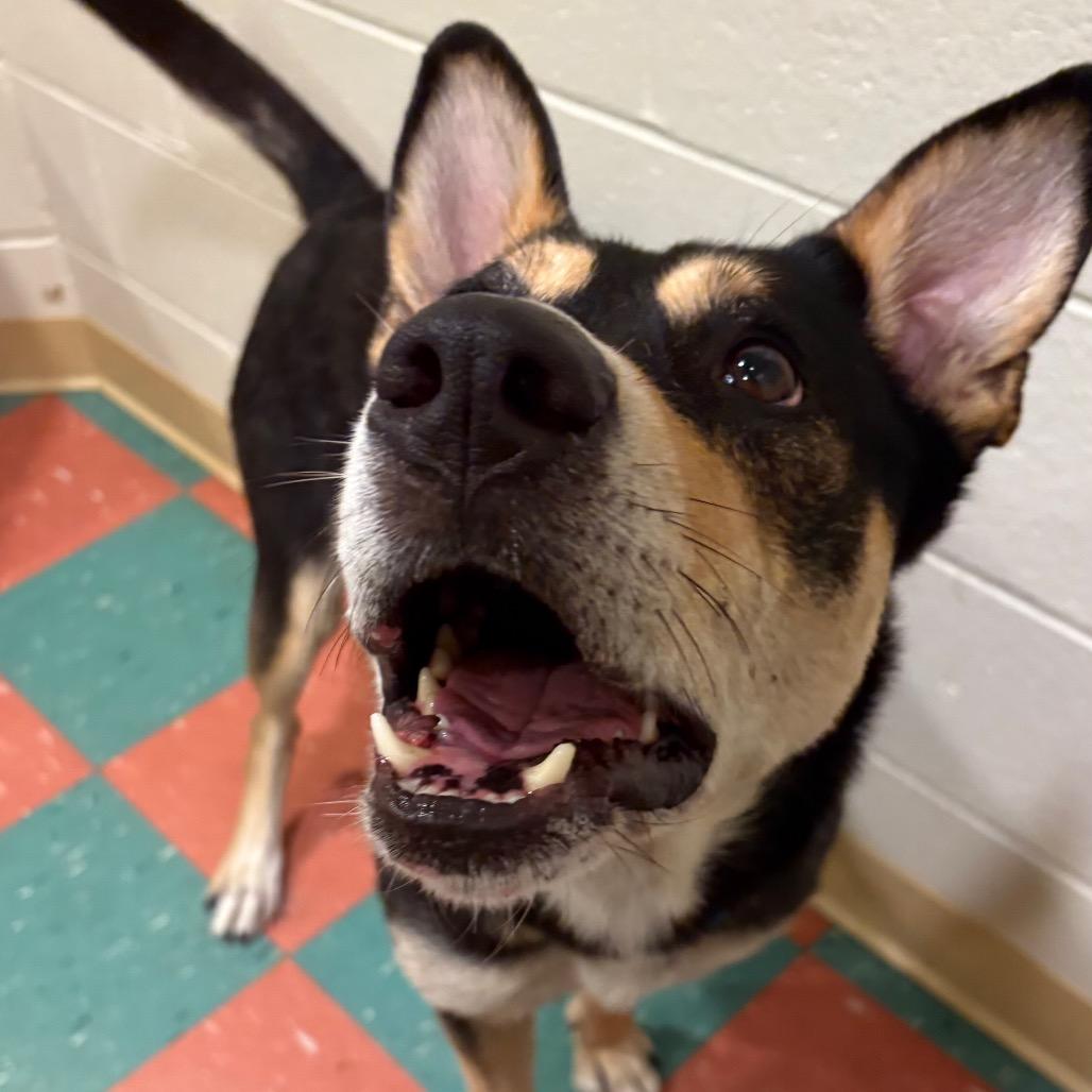 Daniela, a Adoptable Mixed Breed in South Burlington, VT image 2/6